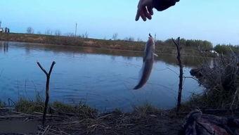 河钓鱼视频,捕捉自然之美,共享垂钓乐趣