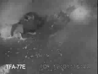 老虎与藏獒决斗视频,老虎与藏獒巅峰对决