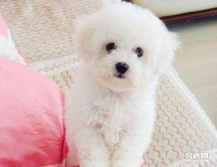 小比熊视频,治愈系萌宠日常大盘点