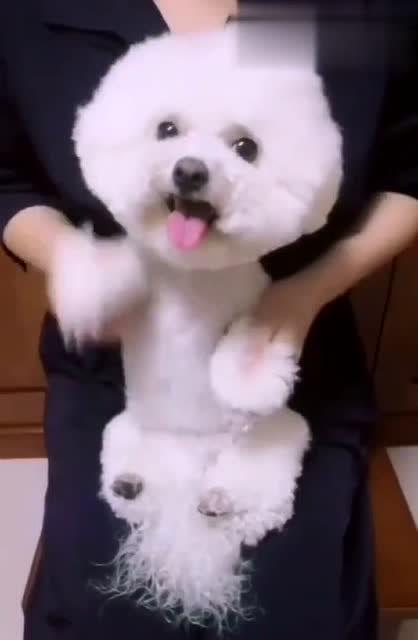 小比熊视频,治愈系萌宠日常大盘点