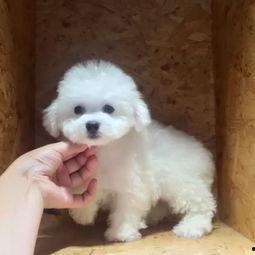 小比熊视频,治愈系萌宠日常大盘点