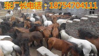 专业养马视频,从视频中学到的宝贵经验