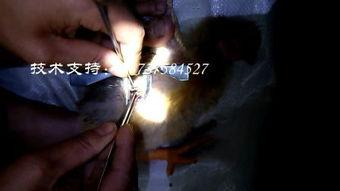 动物阉割视频,科学管理与伦理考量