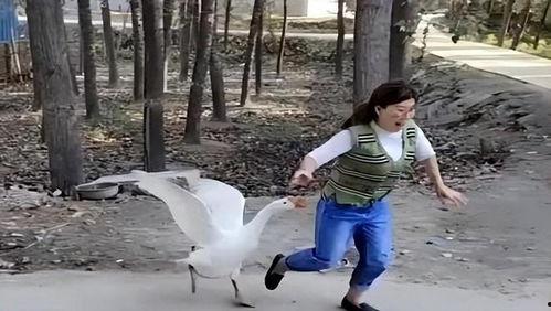 被鹅追视频,视频记录惊魂一幕