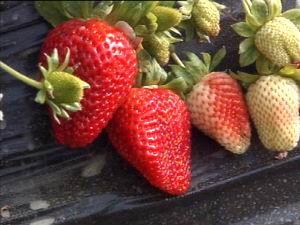 草莓视频频,带你领略视觉盛宴的瞬间