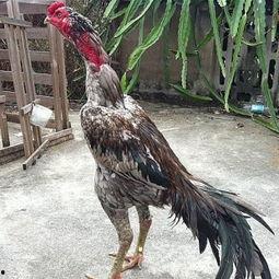 越南斗鸡视频,激战正酣，传统竞技的魅力展现